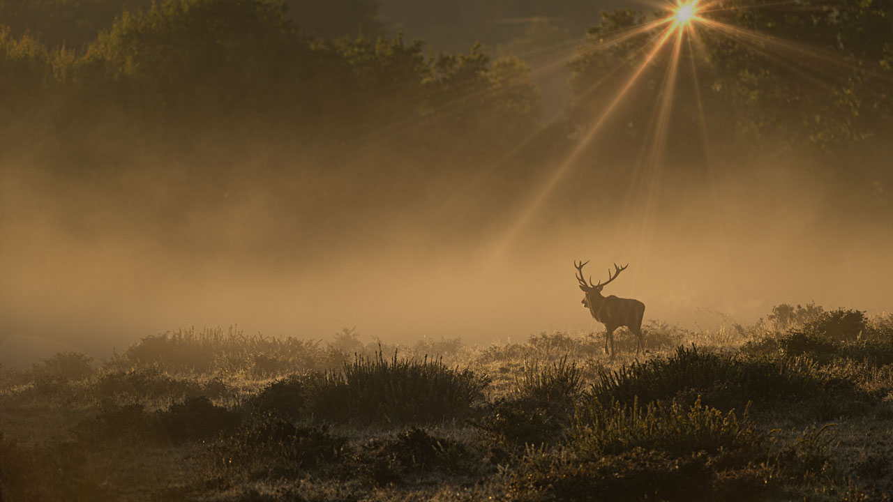 Le brame du cerf en Charente-Maritime est un moment exceptionnel dans notre vie de photographes. C'est un moment d'introspection intense.
