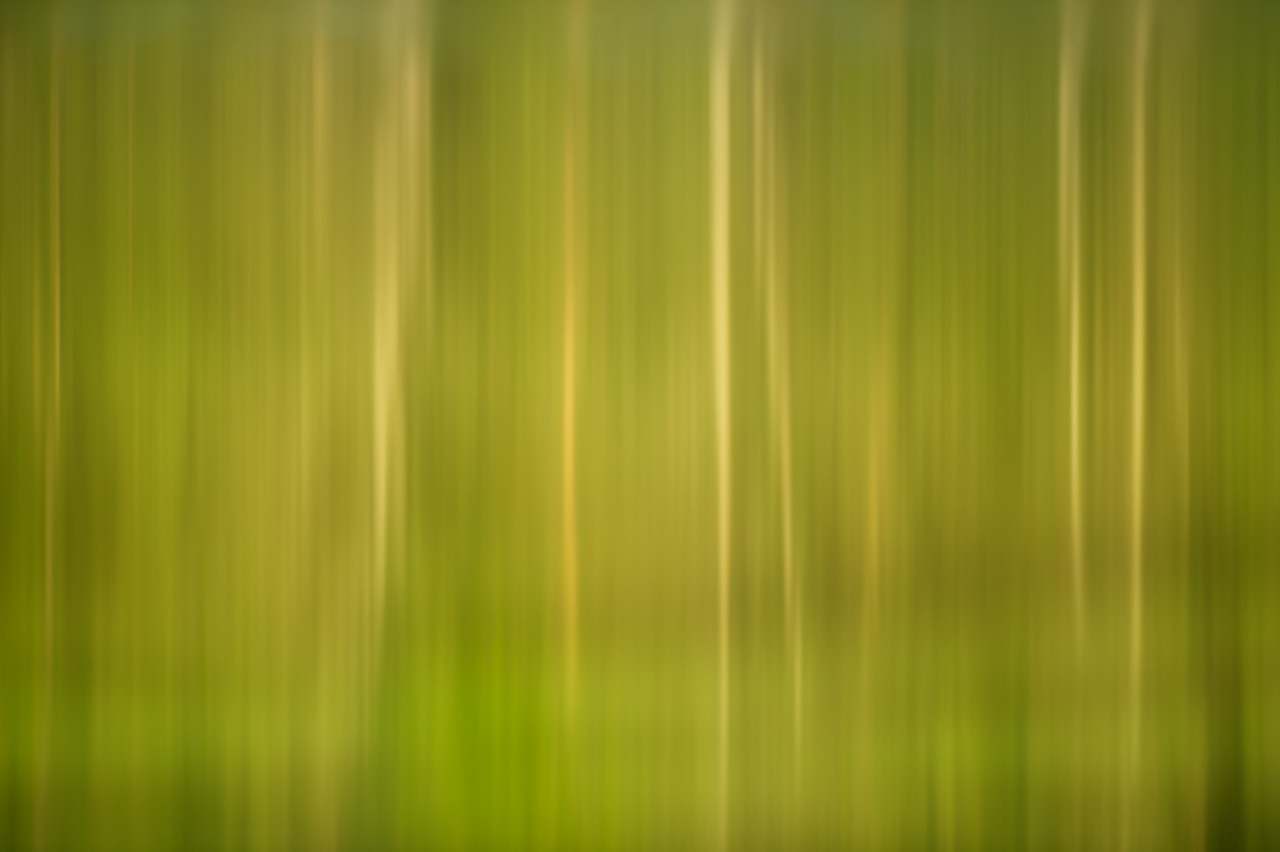 Cette photographie d'arbres fait partie de la collection artistique 'Illusions'. Elle aurait pu prise avec n'importe quel appareil photo.