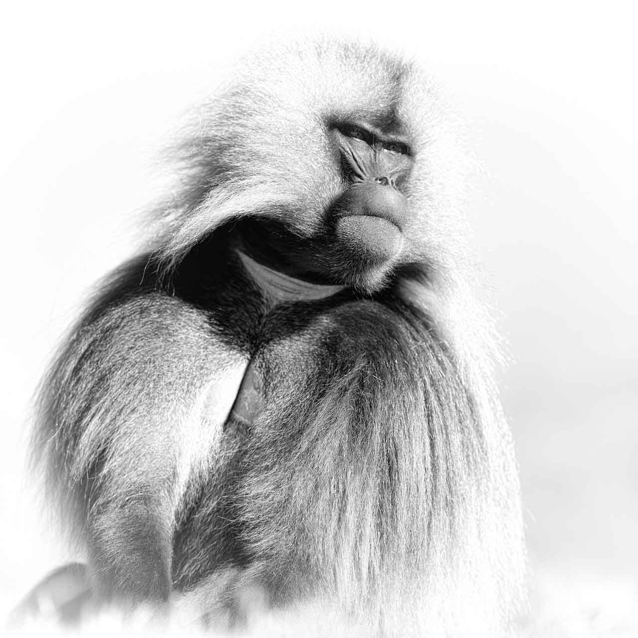 Artistic Photograph of a Male Gelada in the Highlands of Ethiopia.