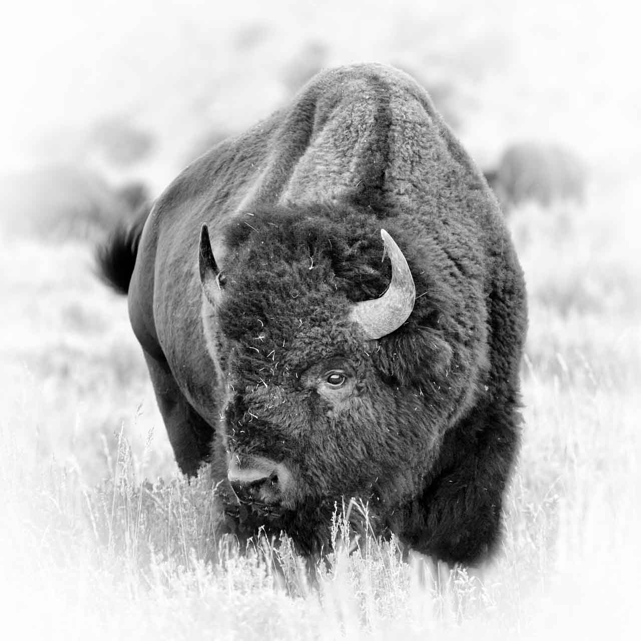 Cette photographie artistique d'un bison du Wyoming est subjective à cause du noir et blanc, du cadrage, du choix de l'attitude.