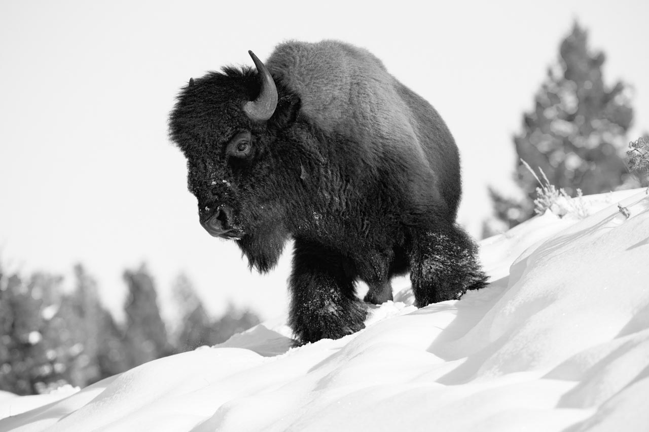 Photographie d'un bison dans la neige dans le nord des Etats-Unis.
