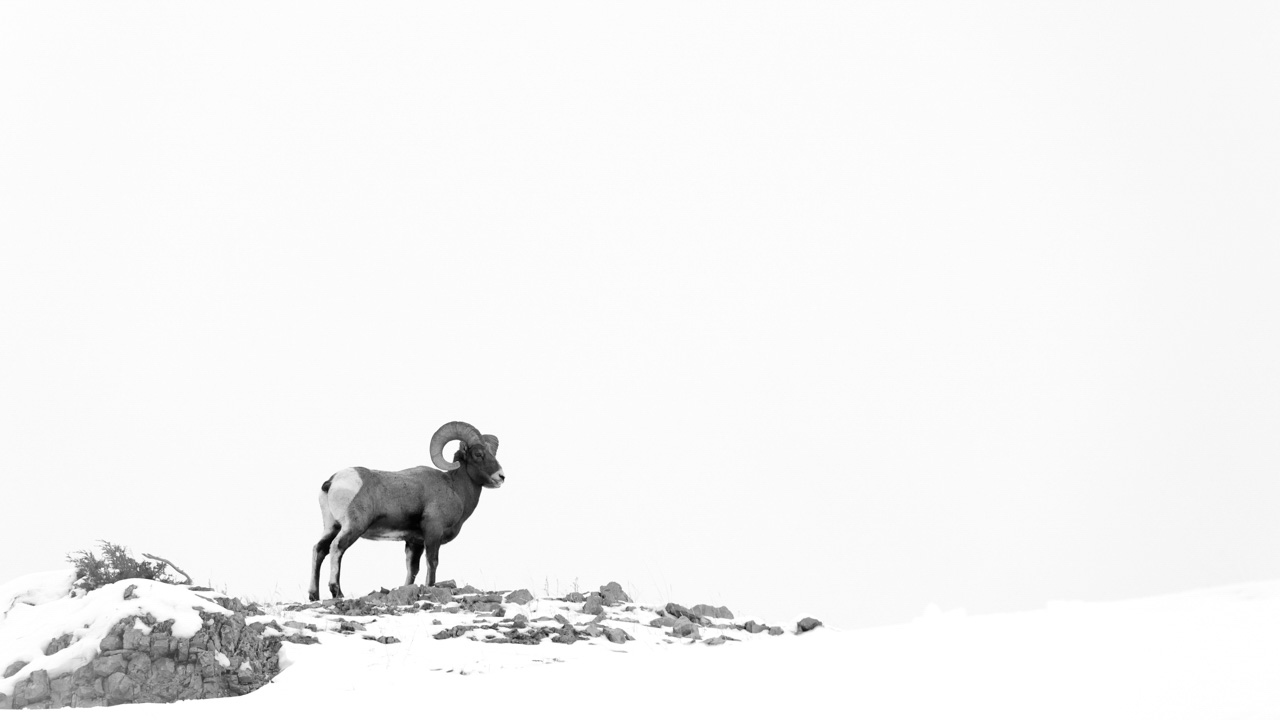 Photographie d'un mouflon canadien dans la neige dans le nord des Etats-Unis.