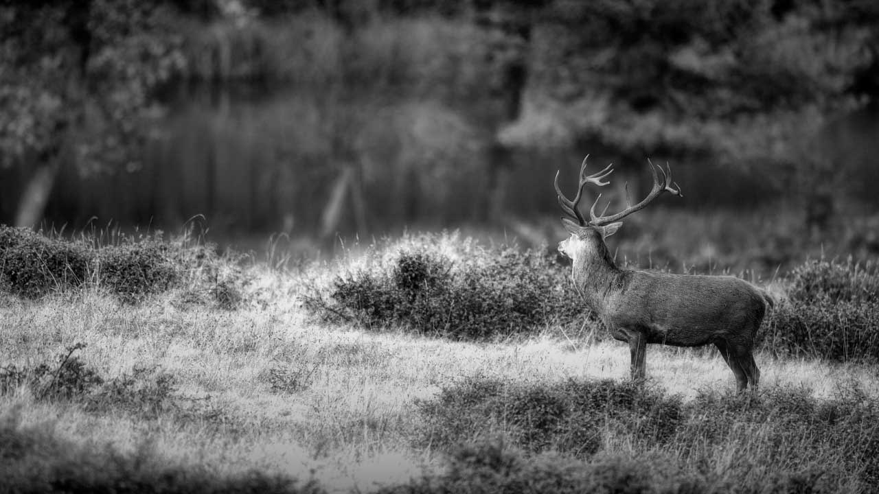 The direction in which the red deer stag looks in this black and white photo is a strong guideline.