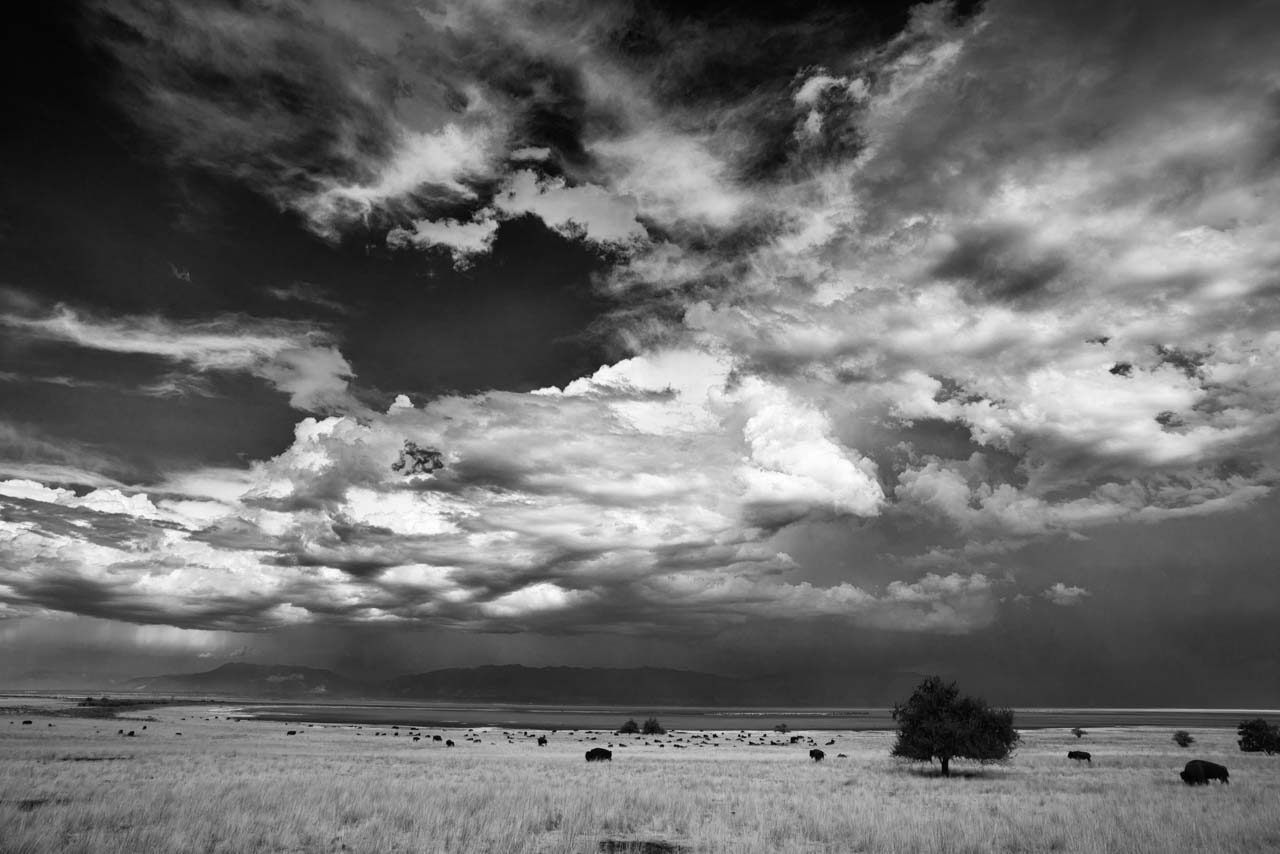 Troupeau de bisons à Antelop Island sous un orage dans l'Utah aux Etats-Unis.