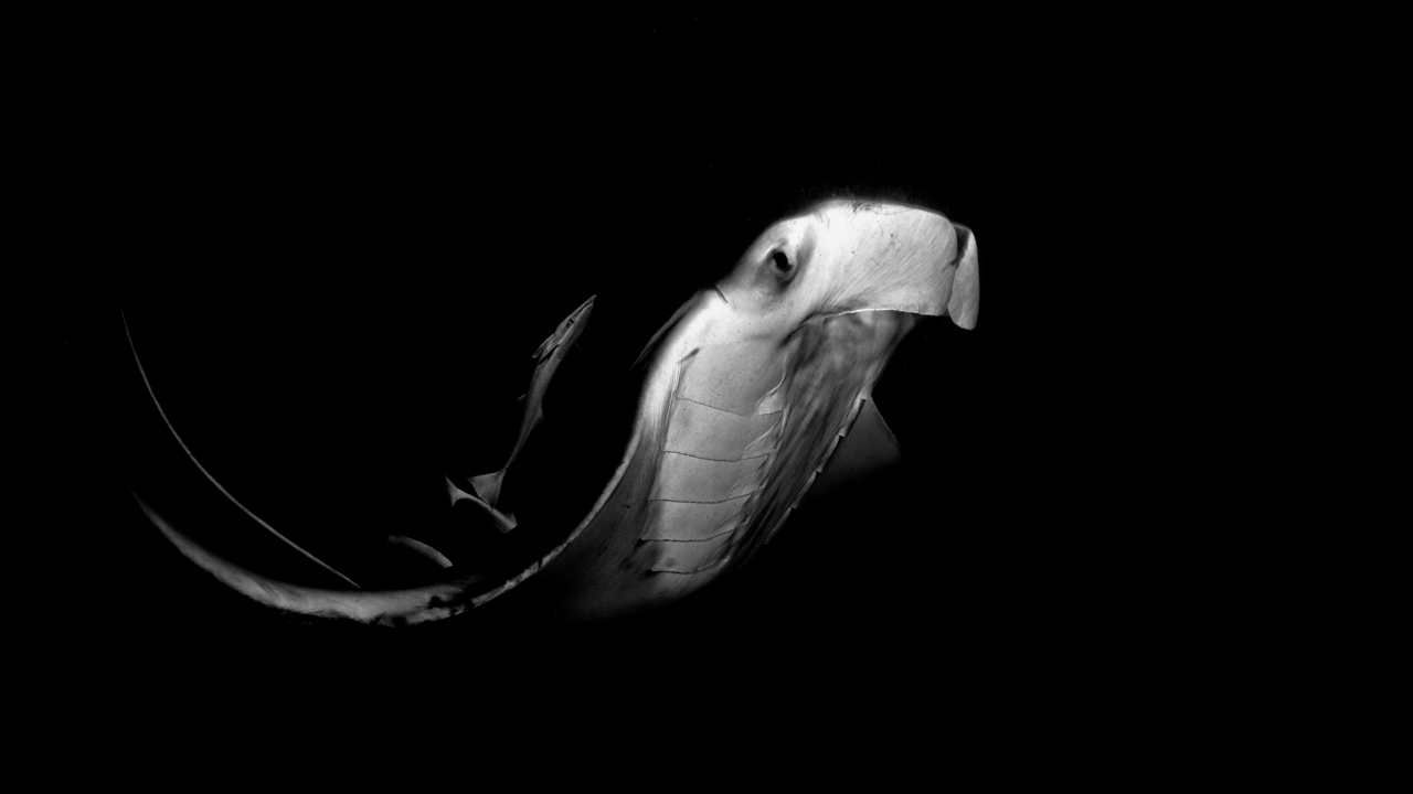 Black and white photo of a manta ray in Maldives.