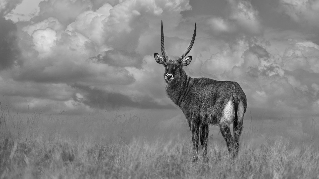 Photo en noir et blanc d'un cobe à croissant au Masaï Mara au Kenya. Photo par Amar Guillen, artiste photographe.