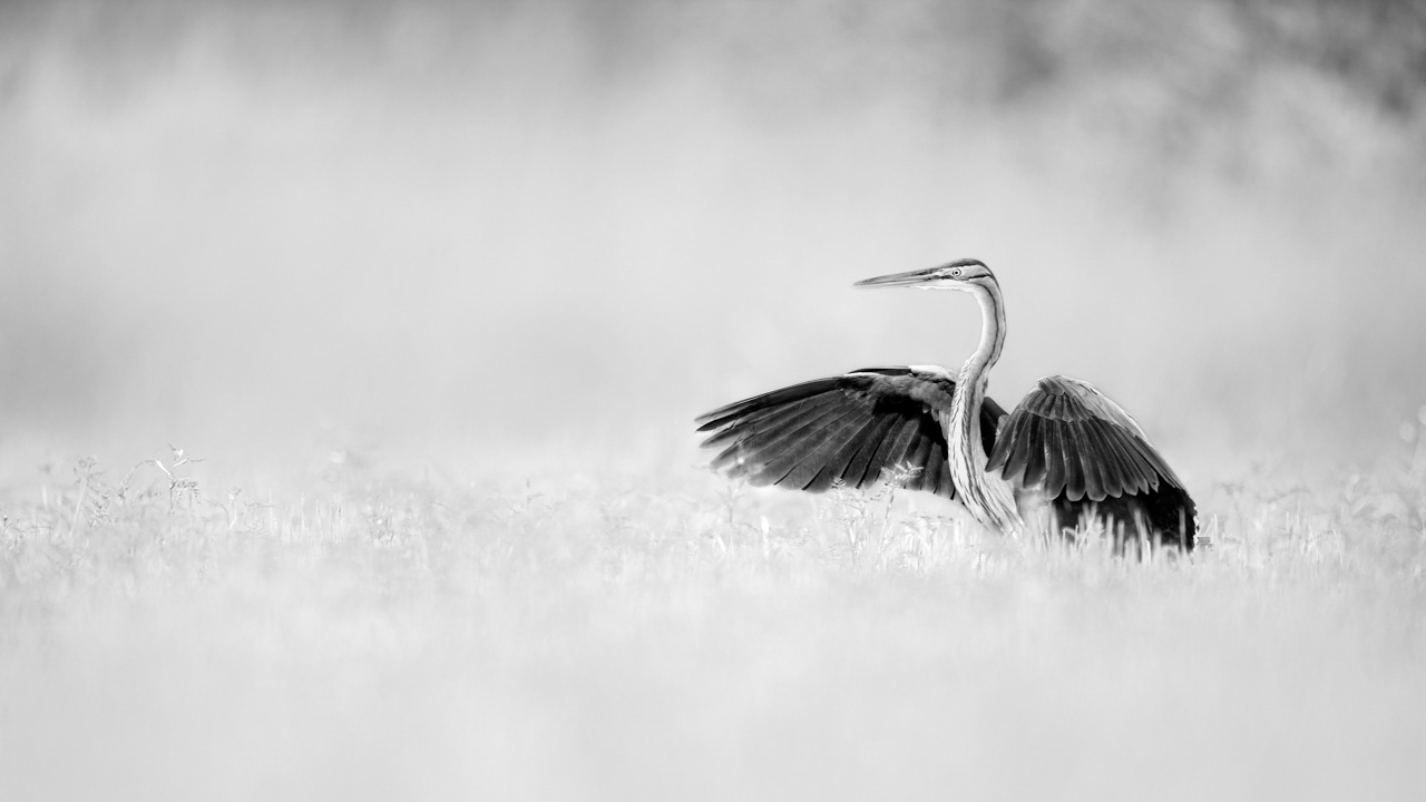 Photograph of a purple heron in black and white in la Dombes in France. Photograph by Amar Guillen, photographer artist.