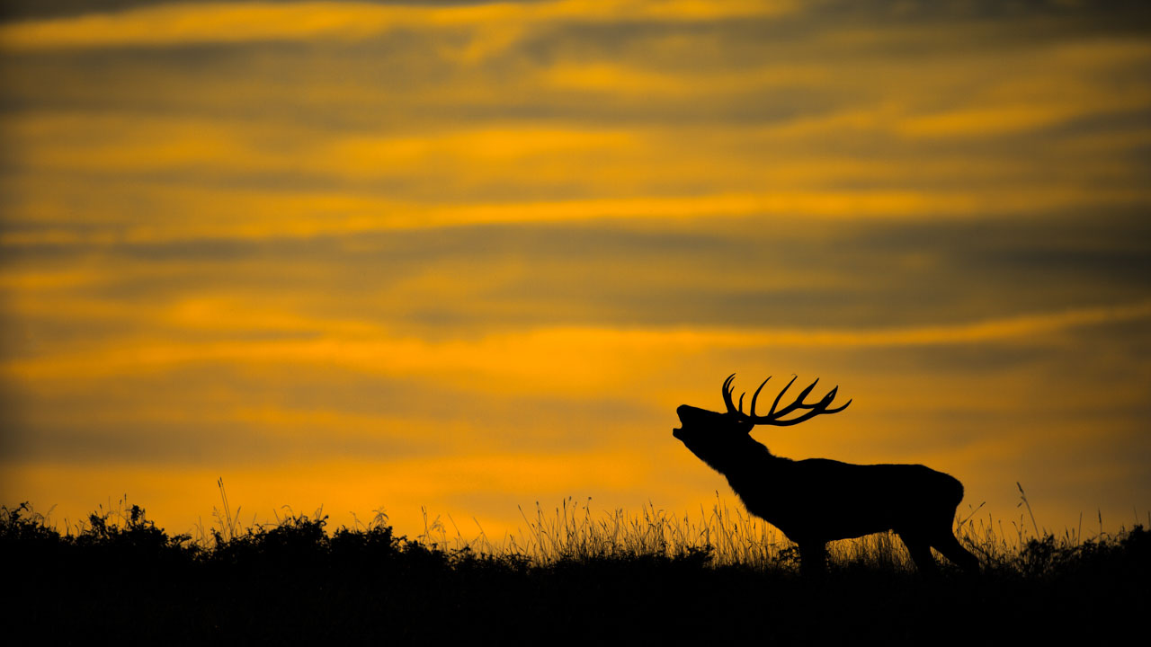 Red Deer Stag Bugling in France in October. Photograph by Amar Guillen, artist photographer.