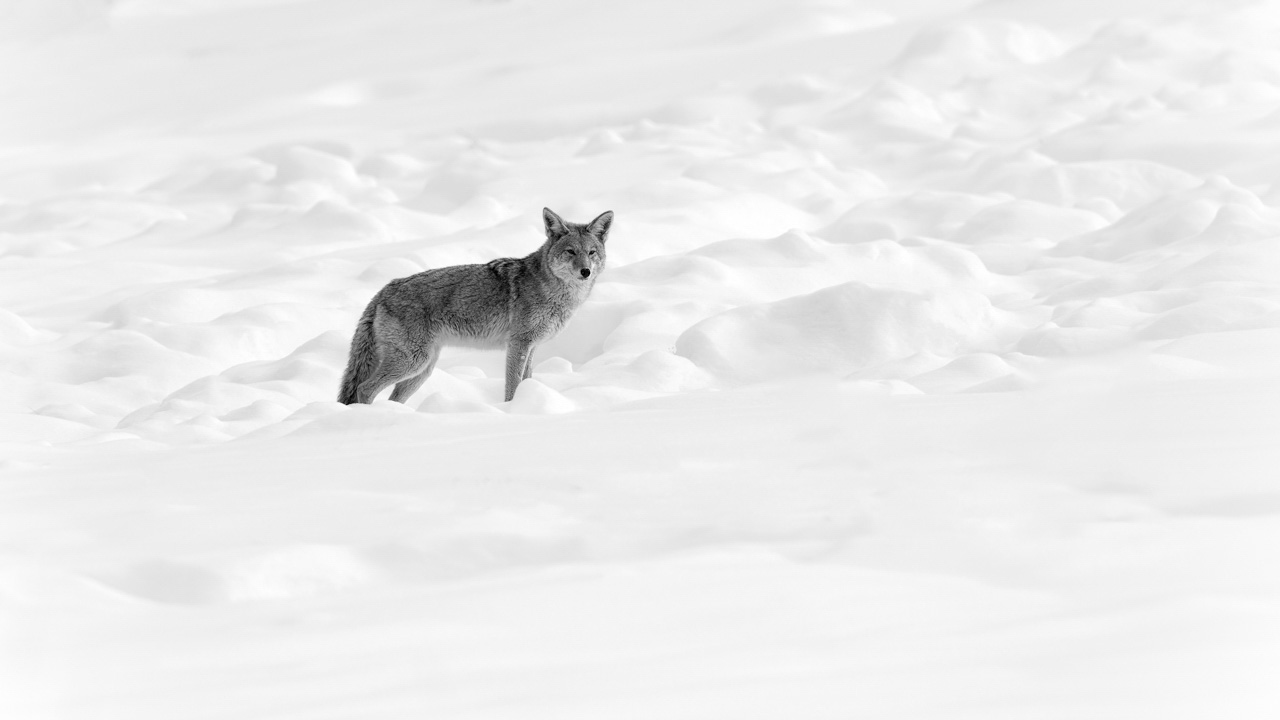 Photo en noir et blanc d'un coyote dans la neige dans le Yellowstone. Photographie par Amar Guillen photographe artiste.