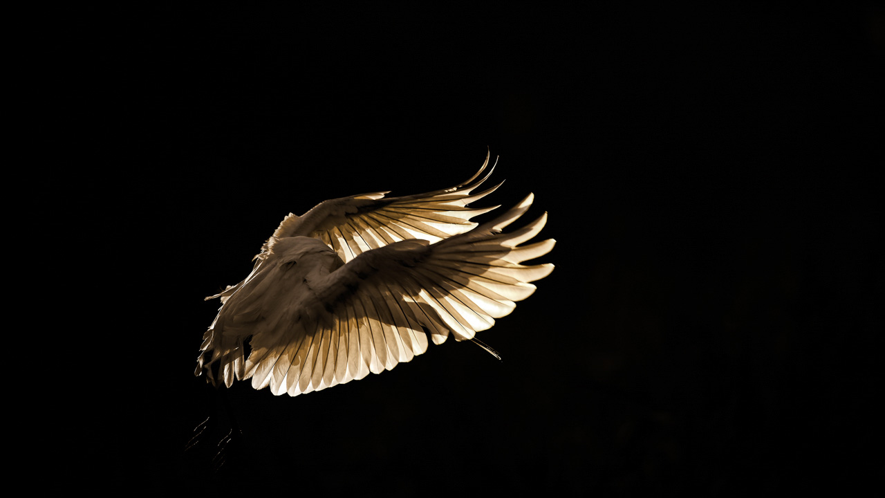 Spatule blanche en contre jour en Dombes. Photographiée depuis un affût flottant. Photographie par Amar Guillen, artiste photographe.