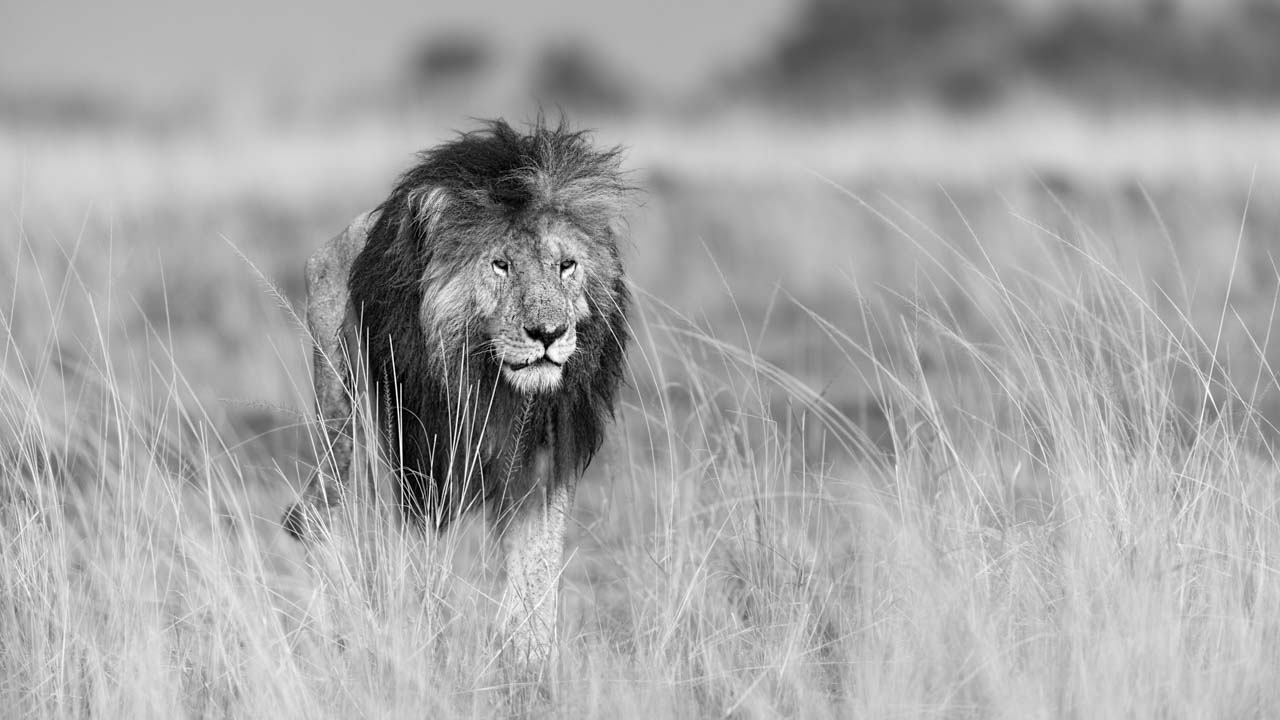 Un lion marchant dans la savane au Kenya. Photographie en noir et blanc. Photographie par Amar Guillen, artiste photographe.