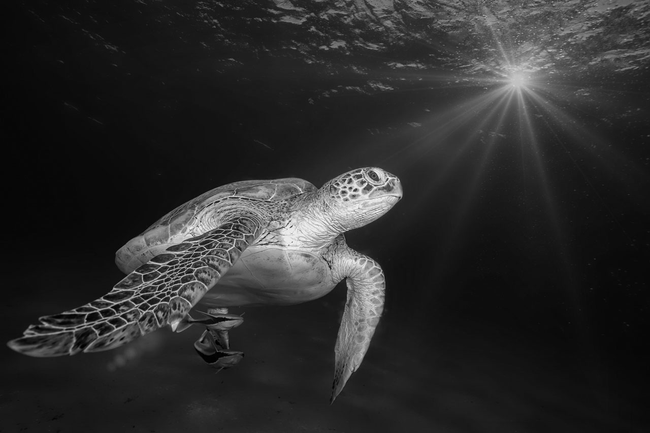 Tortue marine dans la mer Rouge en noir et blanc. Photographie par Amar Guillen, artiste photographe.