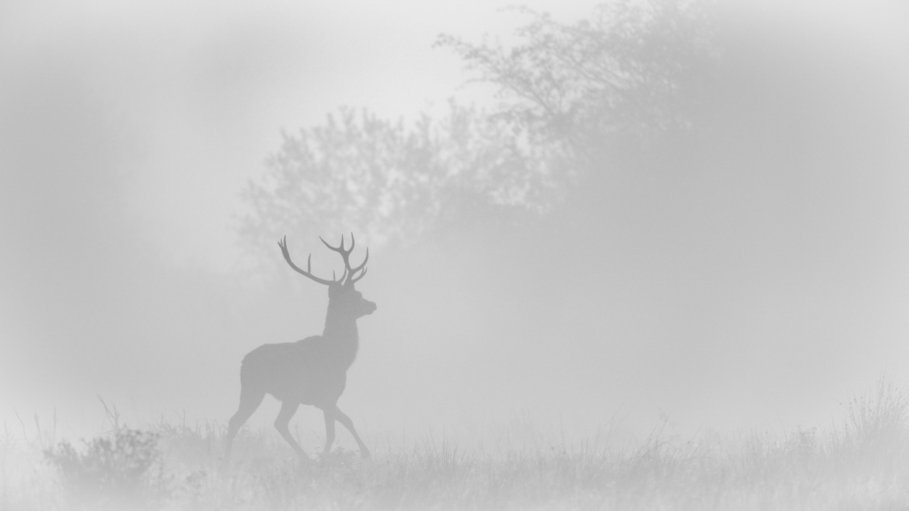 L'élégance d'un cerf marchant dans le brouillard pendant le brame du cerf. Photographie par Amar Guillen, artiste photographe
