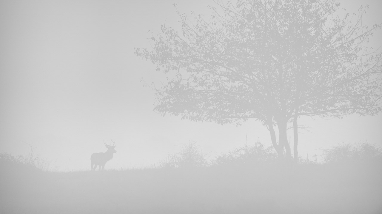 Red deer stag in the fog during the rut of the deer in France.