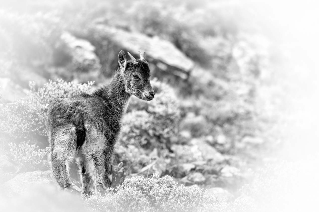 Photograph of a young ibex in Ethiopia in black and white. Photograph by Amar Guillen, photographer artist.
