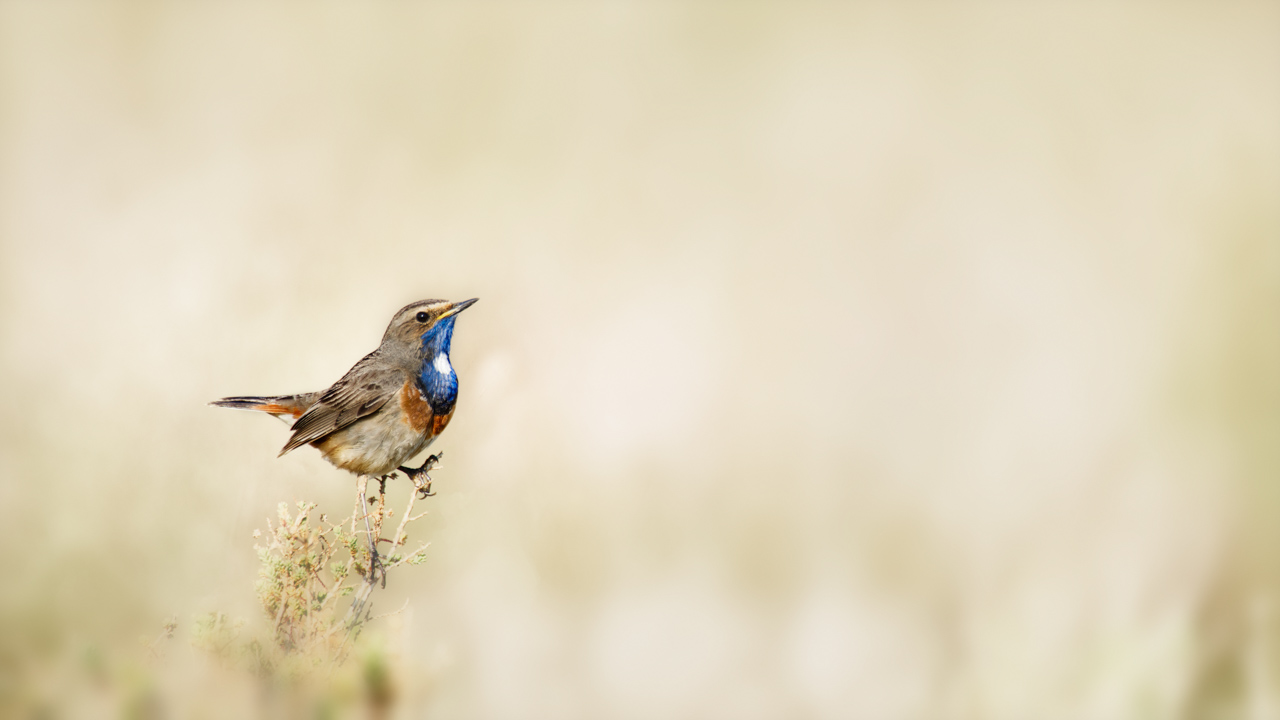 A bluethroat bird photographed with an artistic way in a wetland in Charente-Maritime on the west coast of France.
