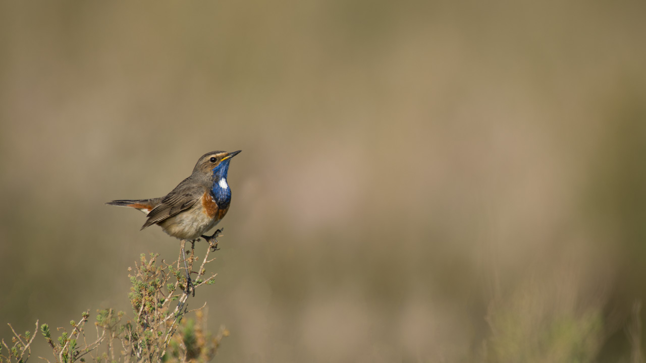 A bluethroat bird in a wetland in Charente-Maritime on the west coast of France.