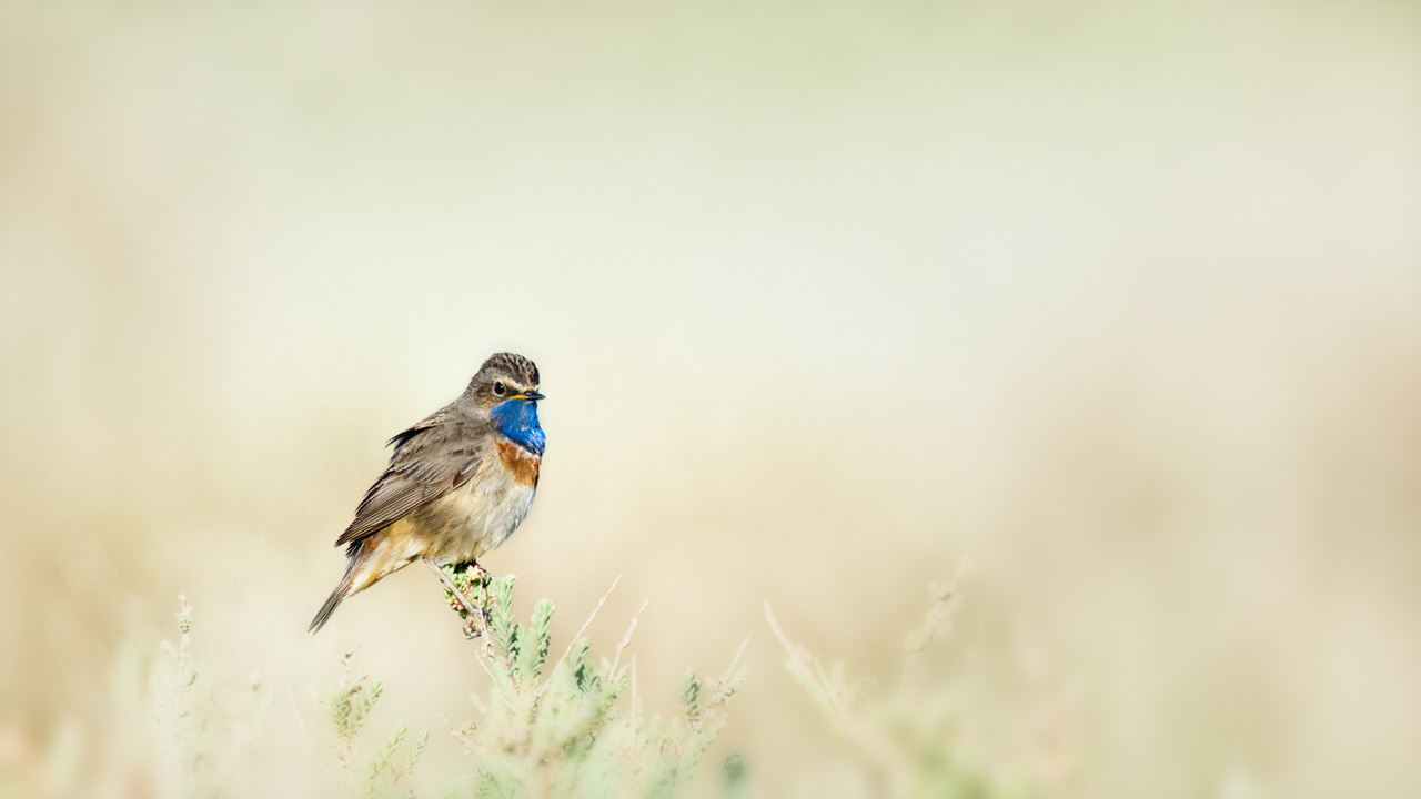 A bluethroat bird photographed with an artistic way in a wetland in Charente-Maritime on the west coast of France.