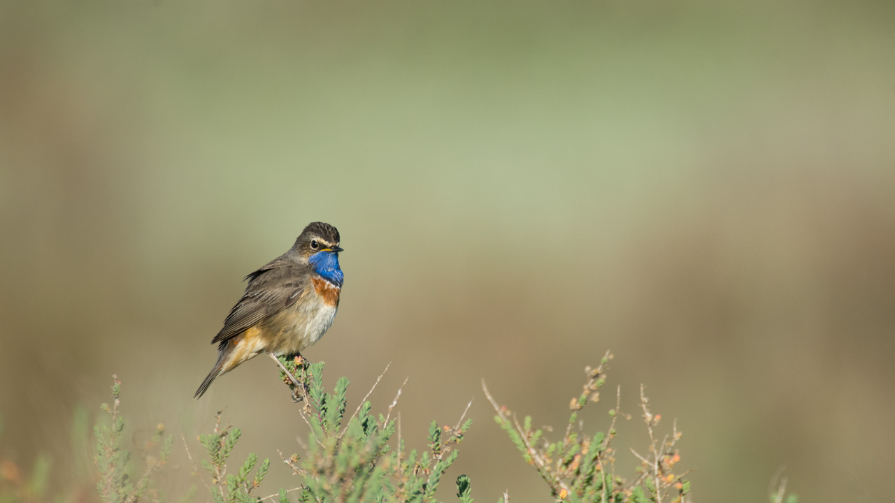 A bluethroat bird in a wetland in Charente-Maritime on the west coast of France.