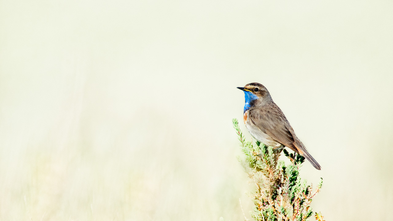 A bluethroat bird photographed with an artistic way in a wetland in Charente-Maritime on the west coast of France.
