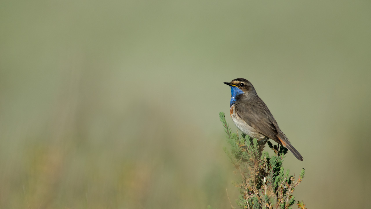 A bluethroat bird in a wetland in Charente-Maritime on the west coast of France.