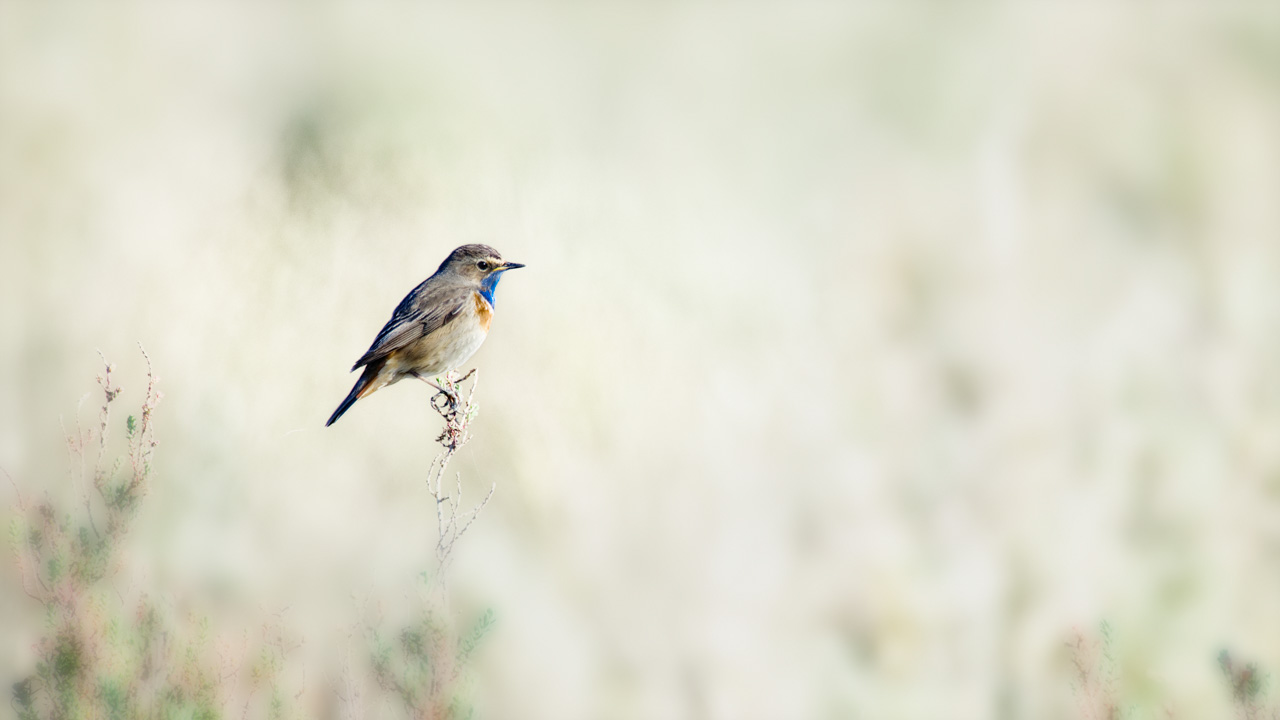 A bluethroat bird photographed with an artistic way in a wetland in Charente-Maritime on the west coast of France.