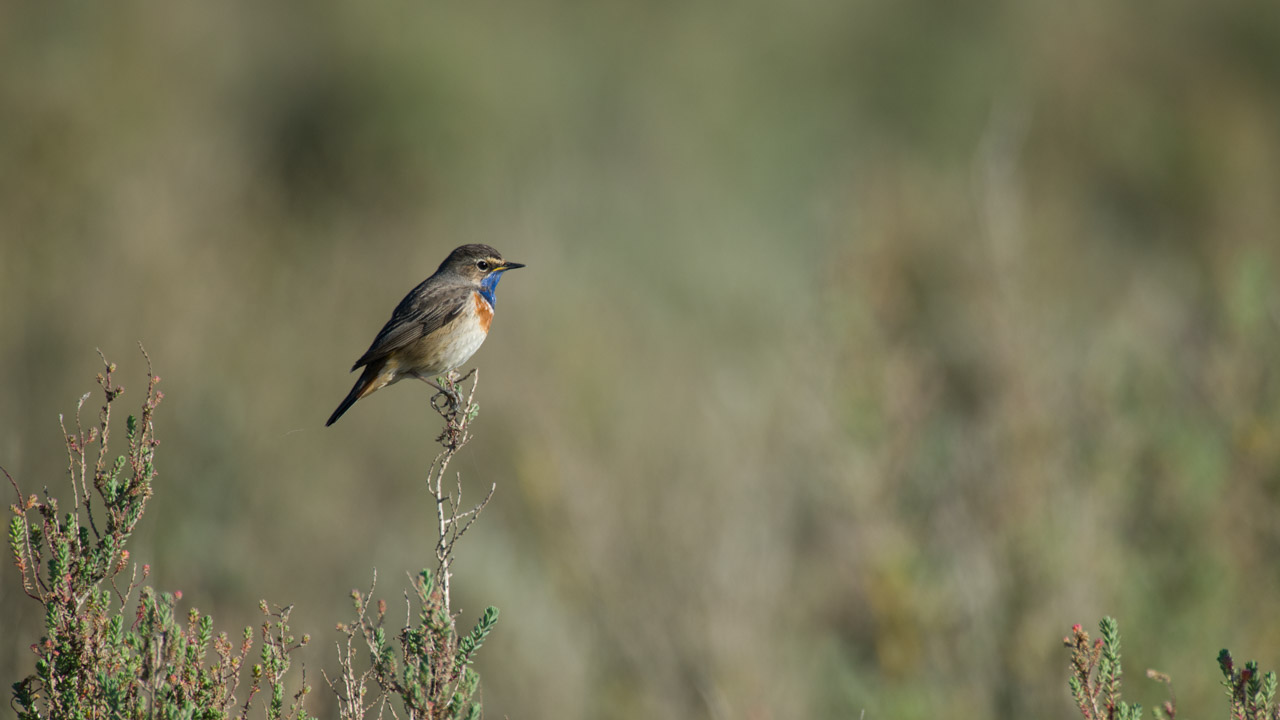 A bluethroat bird in a wetland in Charente-Maritime on the west coast of France.