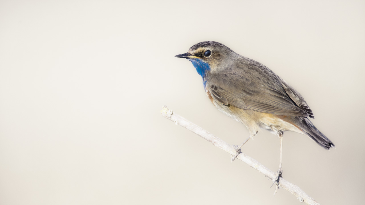 A bluethroat bird photographed with an artistic way in a wetland in Charente-Maritime on the west coast of France.