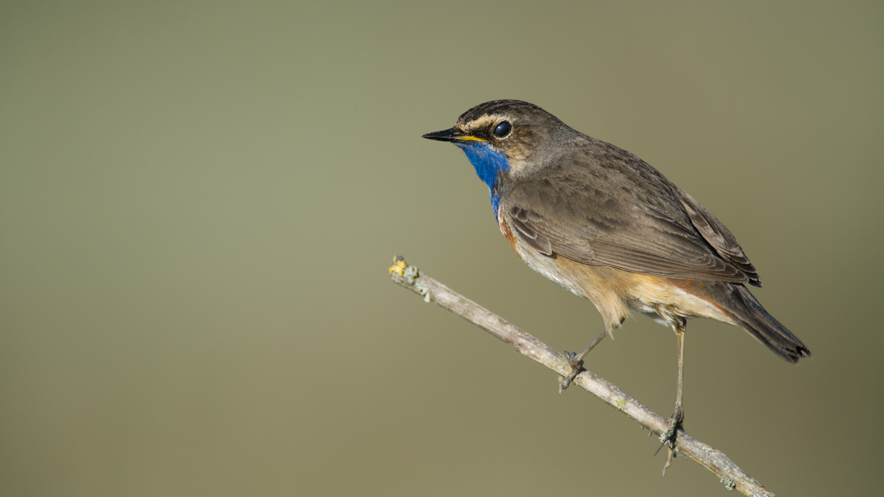 A bluethroat bird in a wetland in Charente-Maritime on the west coast of France.