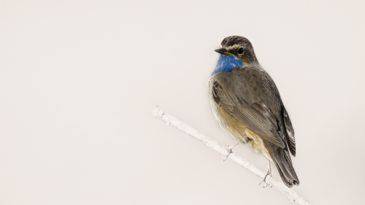 A bluethroat bird photographed with an artistic way in a wetland in Charente-Maritime on the west coast of France.