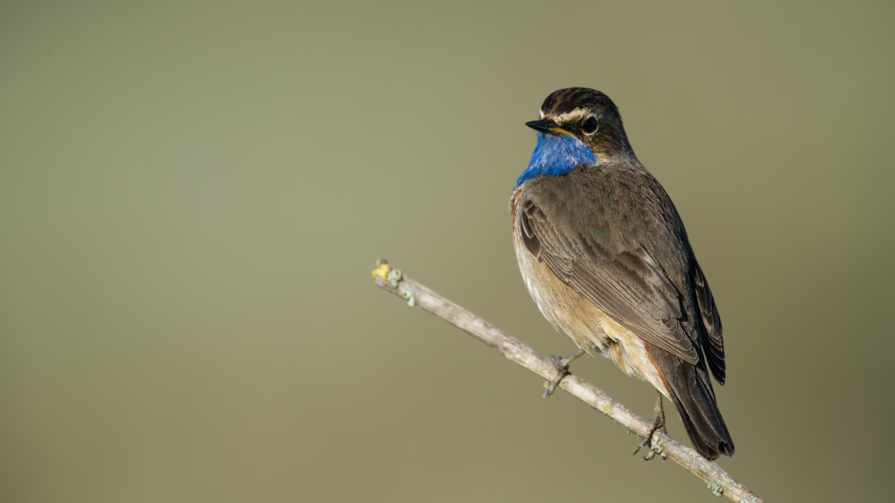A bluethroat bird in a wetland in Charente-Maritime on the west coast of France.