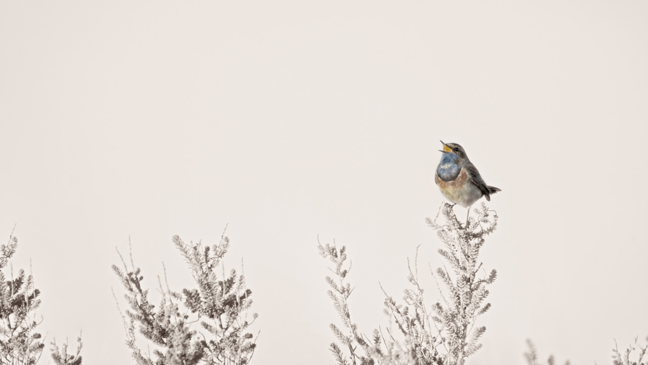A bluethroat bird photographed with an artistic way in a wetland in Charente-Maritime on the west coast of France.