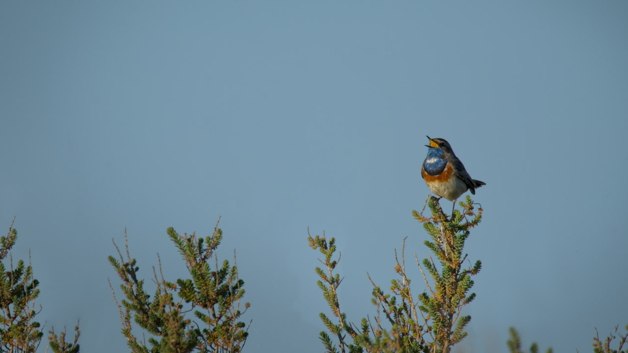 A bluethroat bird singing in a wetland in Charente-Maritime in France.