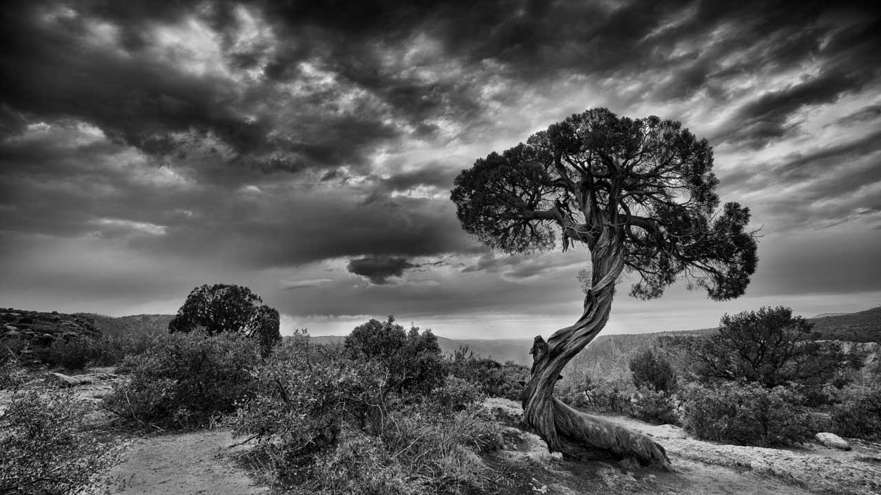 Cette photographie en noir et blanc d'un arbre sur les hauteurs de Black Canyon dans le Colorado fera partie de mon testament photographique.