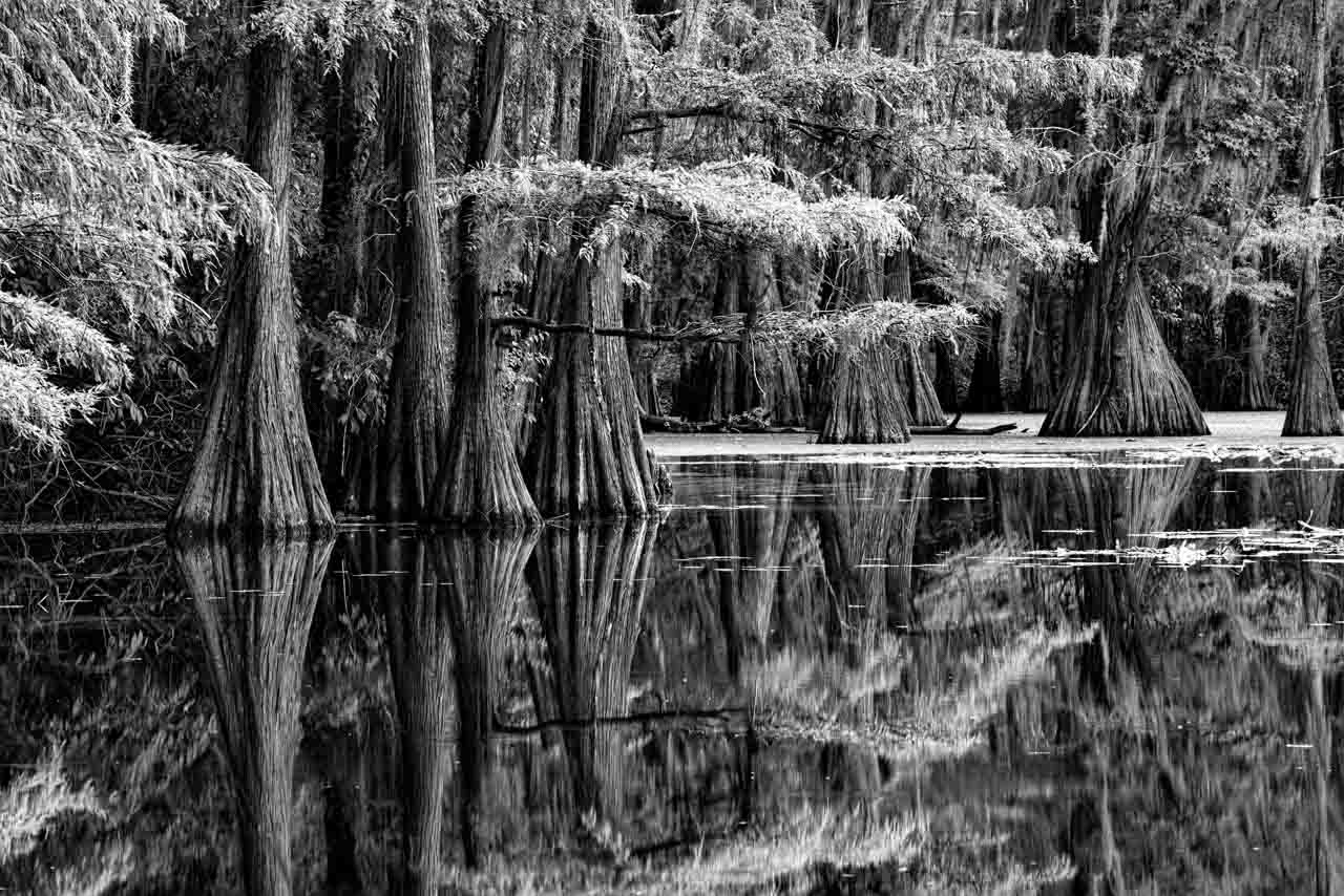 Arbres en noir et blanc à Caddo Lake au Texas aux Etats-Unis. Amar Guillen, photographe