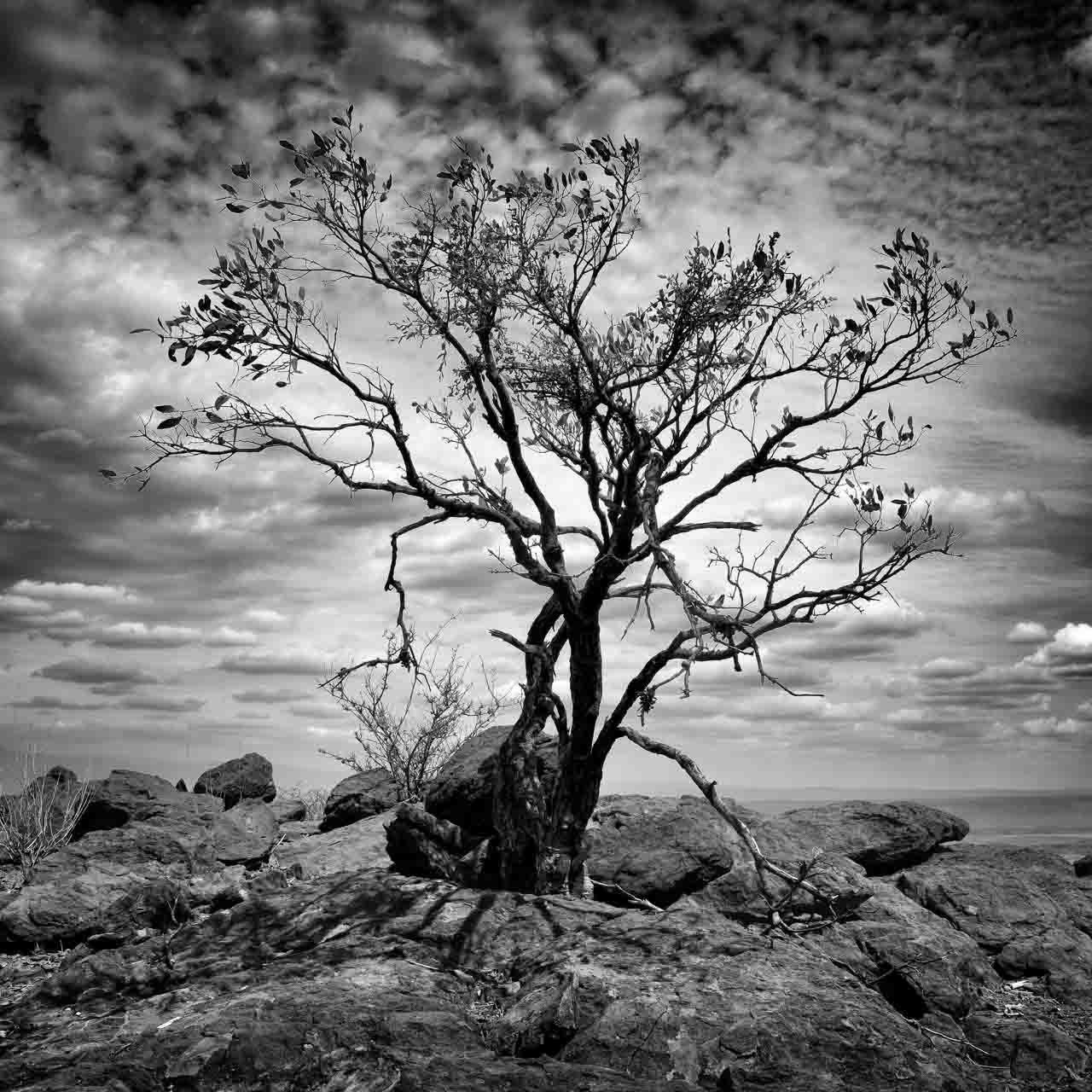Arbre en noir et blanc sur les hauteurs du lac Magadi in Kenya. Amar Guillen, photographe