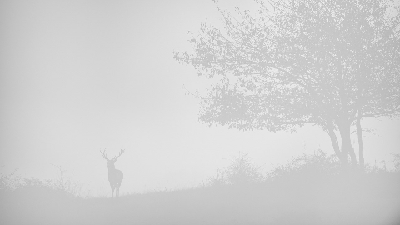 Cerf dans la brume en Charente-Maritime pendant le brame du cerf. Amar Guillen, photographe