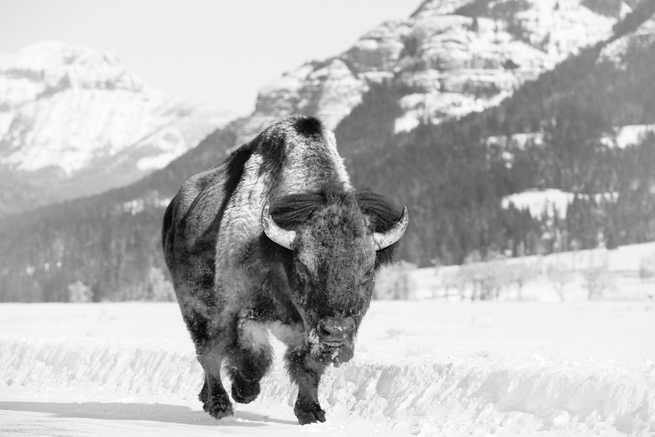 Bison en noir et blanc dans la neige au Yellowstone. Amar Guillen, photographe