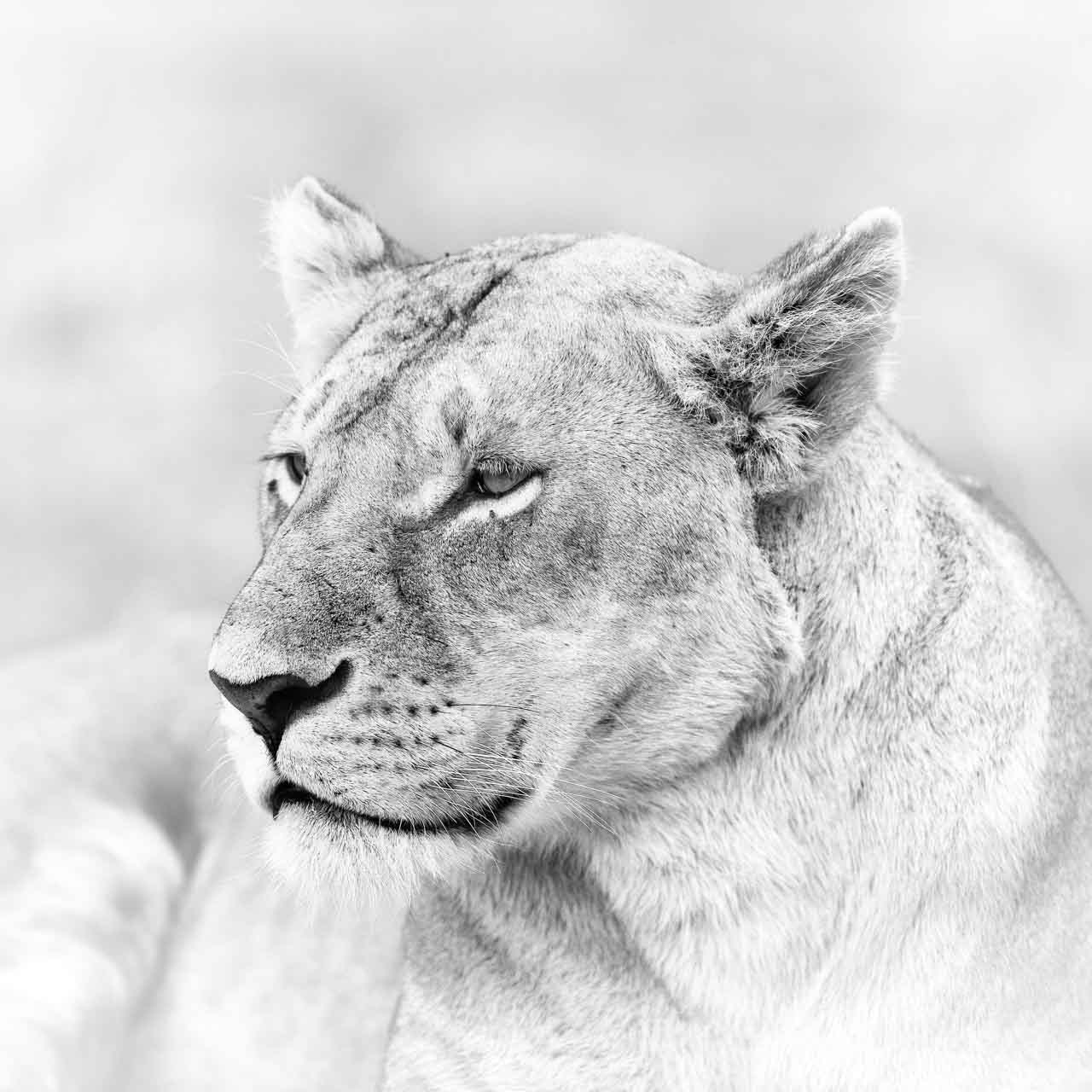 Lionne en noir et blanc au Kenya. Amar Guillen, photographe