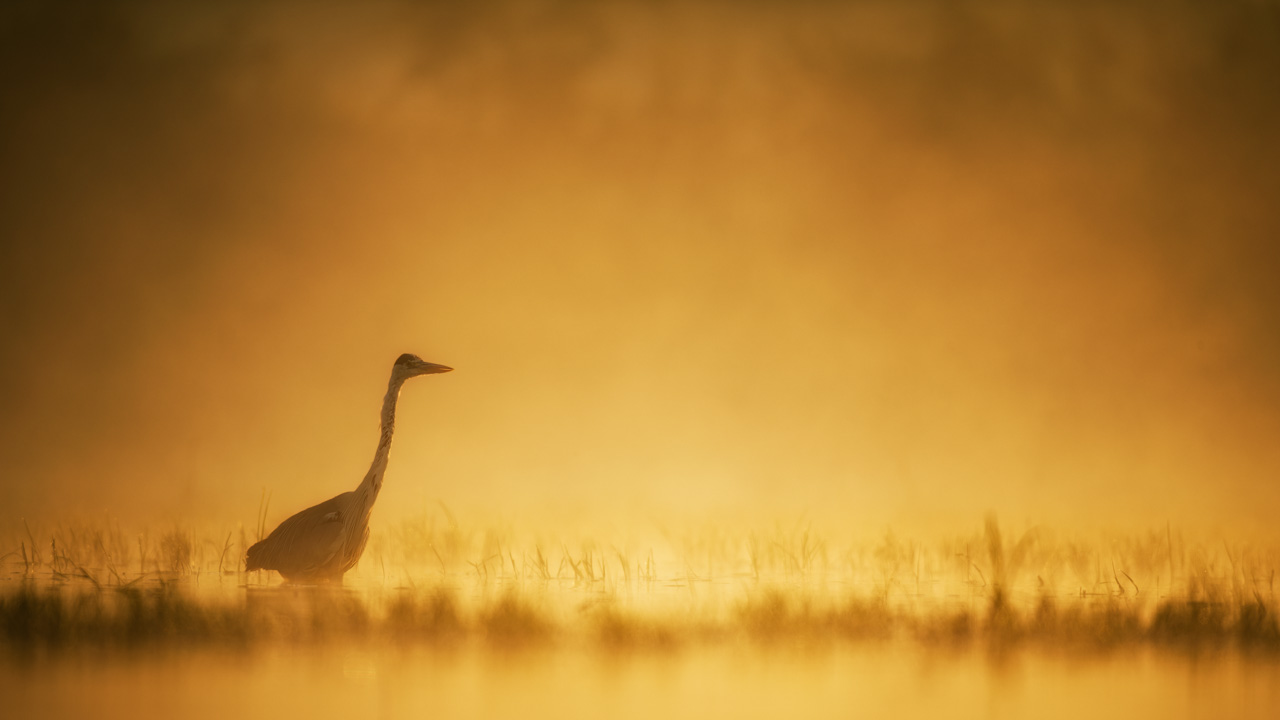 Héron cendré dans un étang et dans la brume du matin en Dombes. Photo par Amar Guillen, photographe.