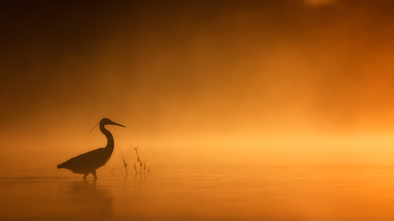 Ambiance matinale dans une zone humide : grande aigrette marchant dans un étang en Dombes. Amar Guillen Photographe.