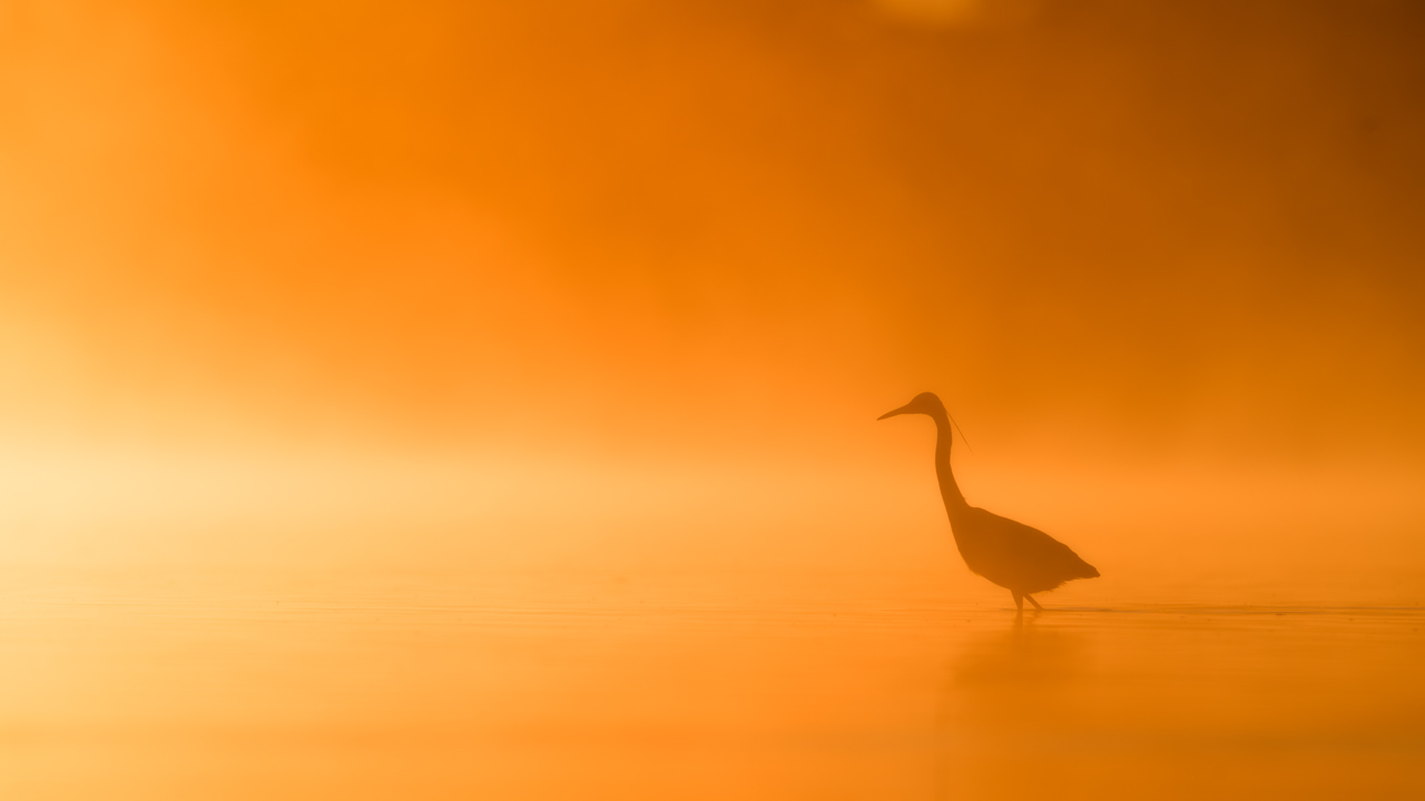 Grande aigrette dans un étang et dans la brume du matin en Dombes. Photo par Amar Guillen, photographe.