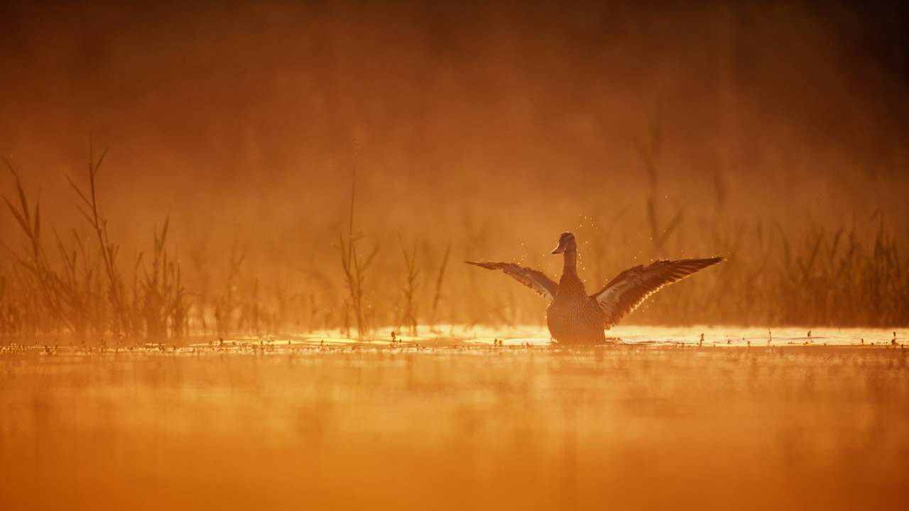 Canard fuligule milouin sur un étang et dans la brume du matin en Dombes. Photo par Amar Guillen, photographe.