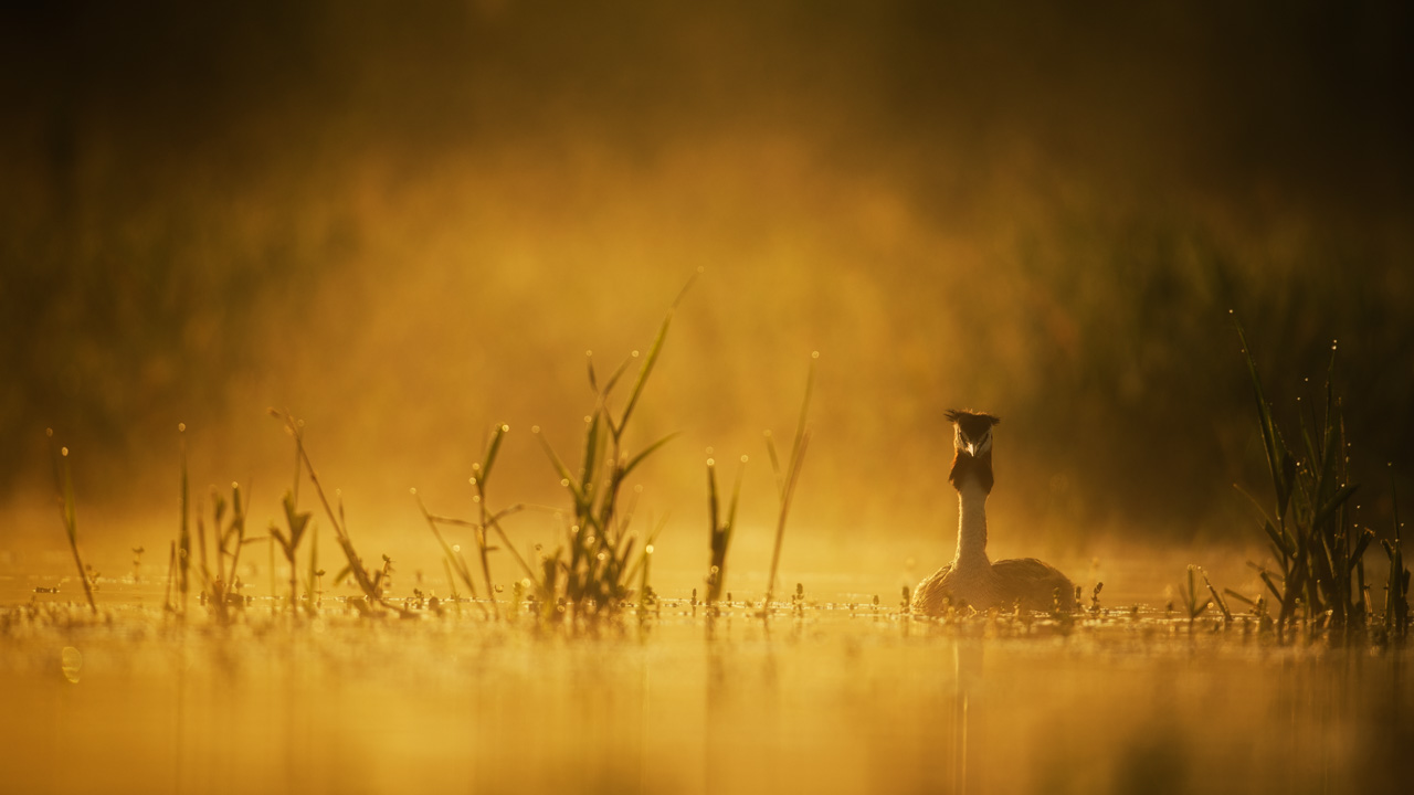 Grèbe huppé sur un étang et dans la brume du matin en Dombes. Photo par Amar Guillen, photographe.