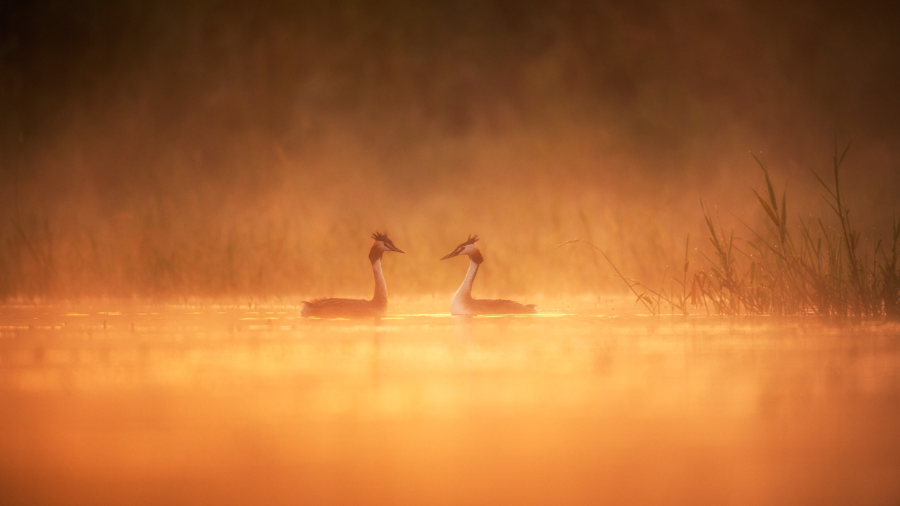 Parade nuptiale entre deux grèbes huppés sur un étang et dans la brume du matin en Dombes. Photo par Amar Guillen, photographe.