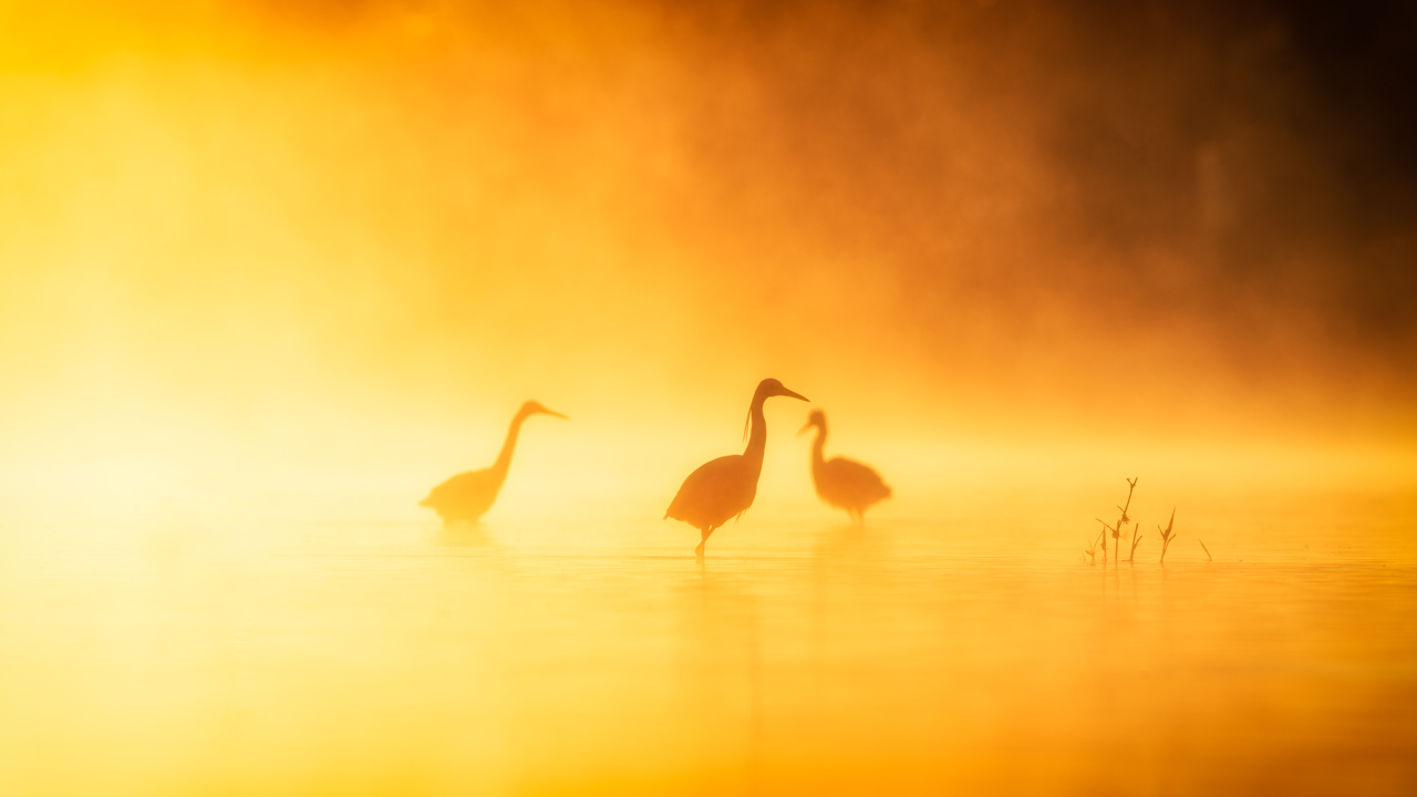 Grande aigrette dans un étang et dans la brume du matin en Dombes. Photo par Amar Guillen, photographe.