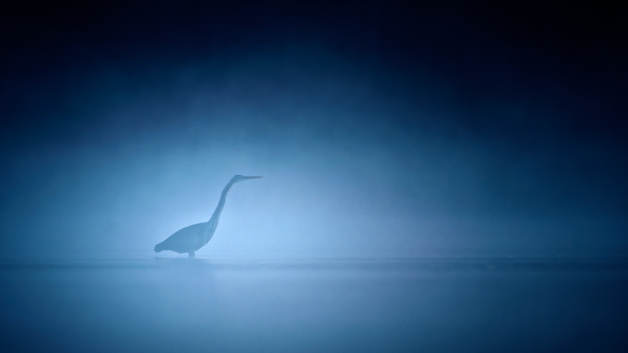 Héron pourpré dans un étang et dans la brume du matin en Dombes. Photo par Amar Guillen, photographe.