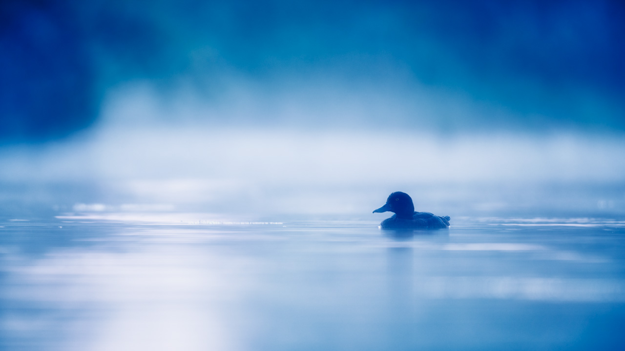 Canard fuligule morillon sur un étang et dans la brume du matin en Dombes. Photo par Amar Guillen, photographe.