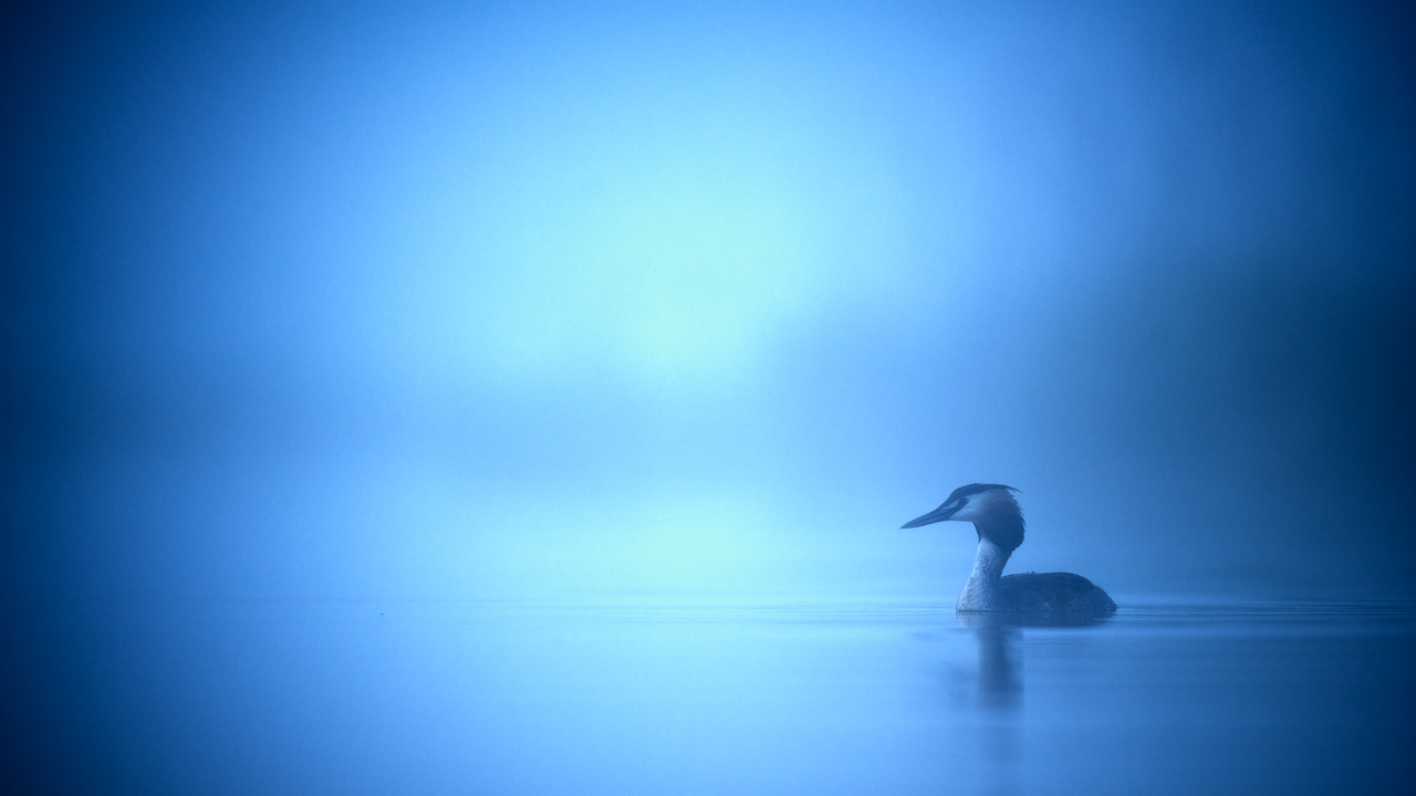Grèbe huppé sur un étang et dans la brume du matin en Dombes. Photo par Amar Guillen, photographe.