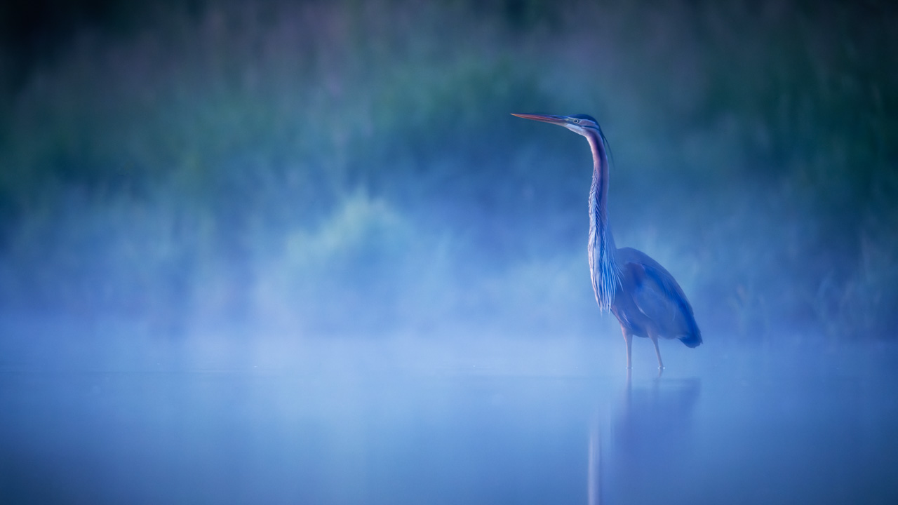 Héron pourpré sur un étang et dans la brume du matin en Dombes. Photo par Amar Guillen, photographe.